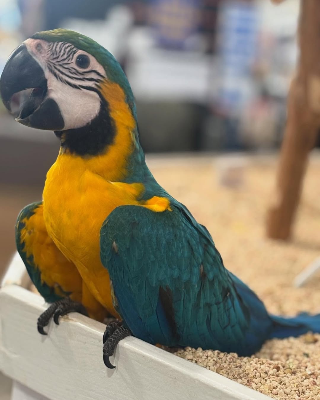 How much space does a macaw need