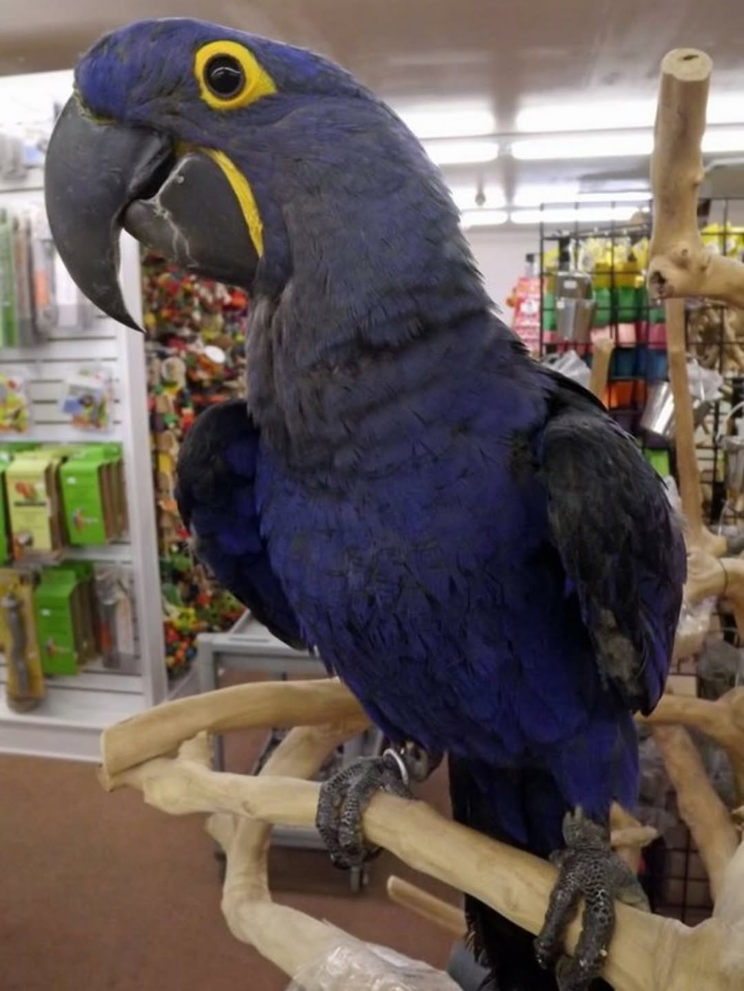 What is the average price of a macaw parrot