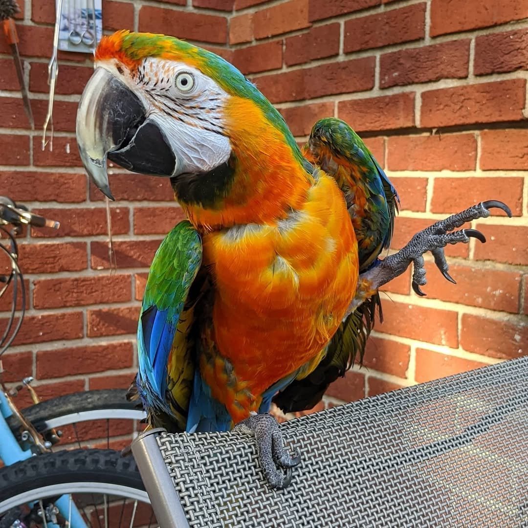 macaw parrots for sale cheap
