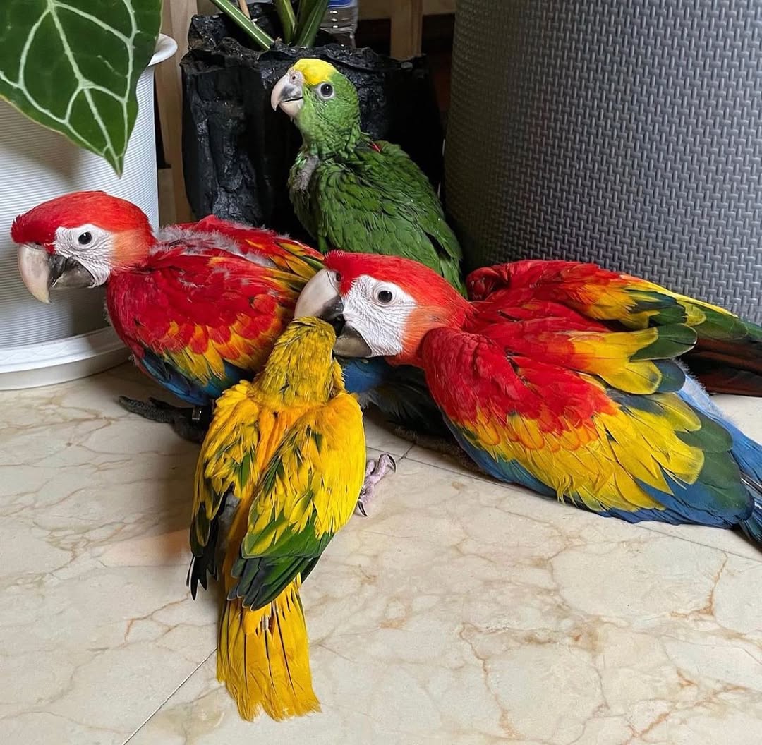 What should you look for when buying a macaw parrot