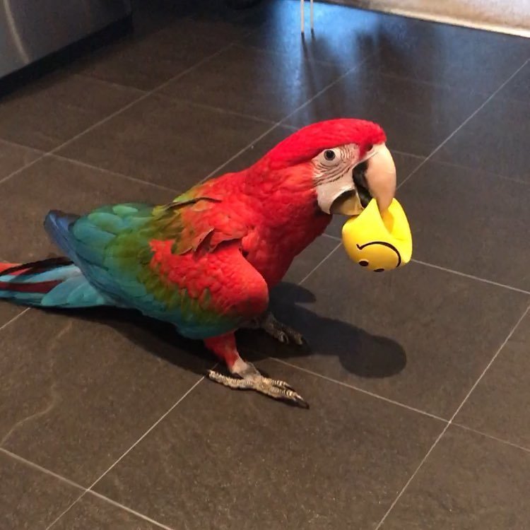 blue macaw parrots for sale