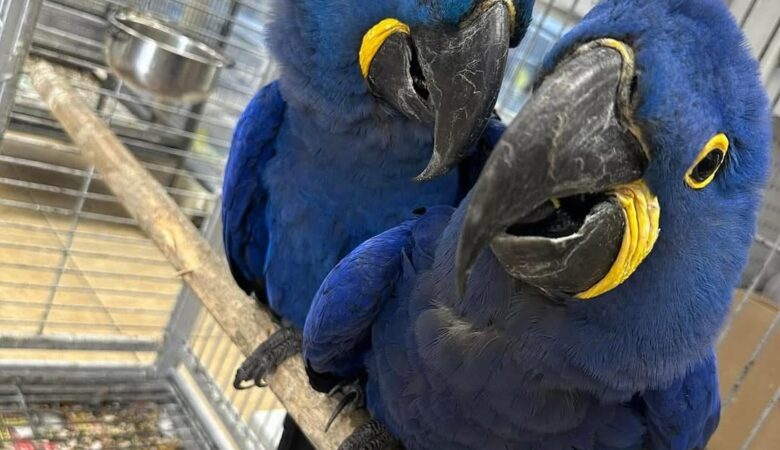 Macaw parrots in New Hampshire