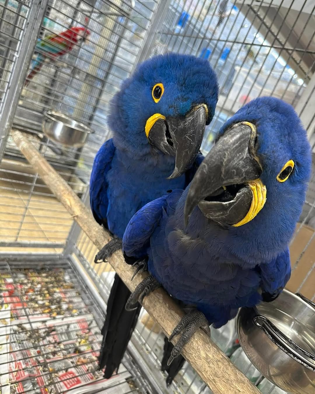 How much exercise does a macaw need daily