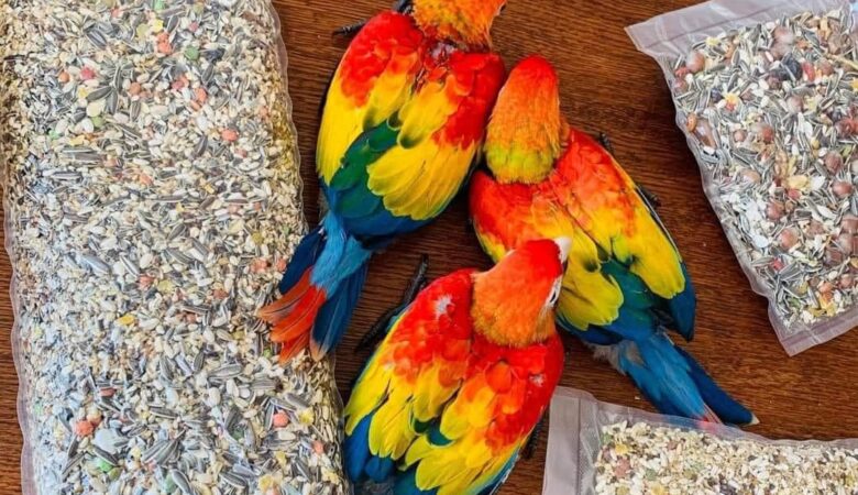 Macaw parrots in Missouri