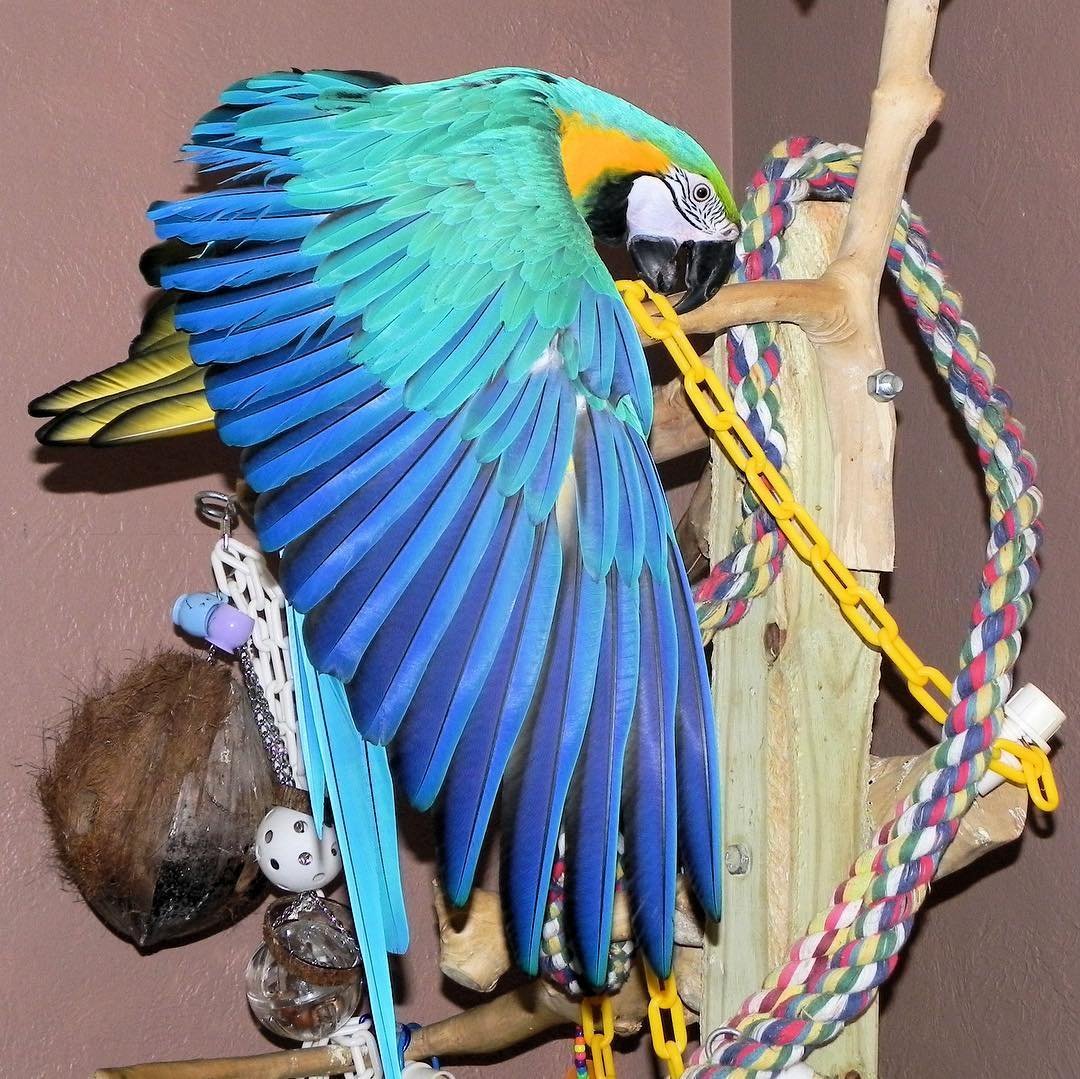 Military Macaw parrots for sale