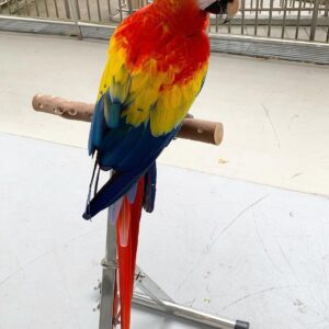 Glaucous Macaw parrots for sale