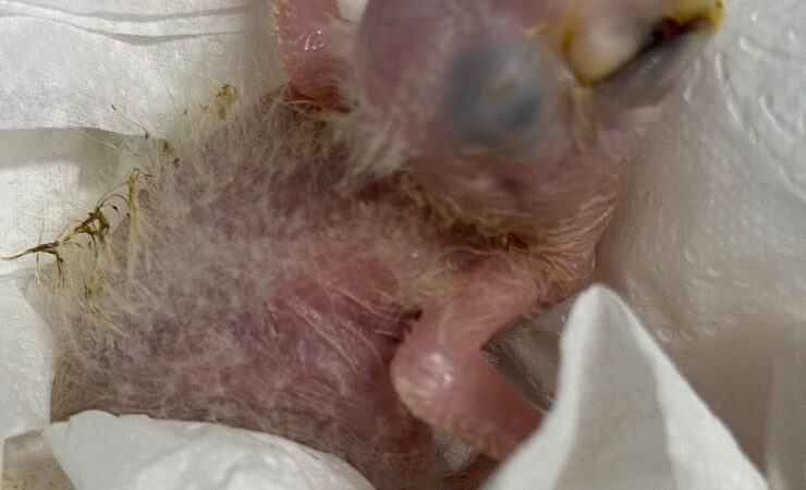 How do I know if my macaws is sick?