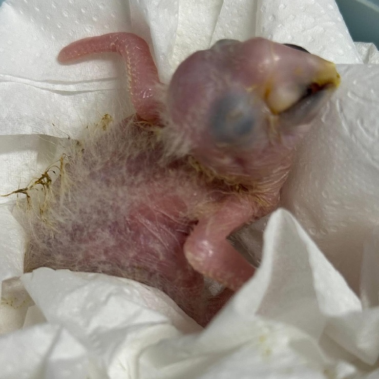 How do I know if my macaws is sick