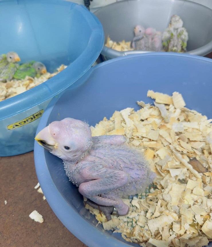 Do macaws need vitamins or supplements