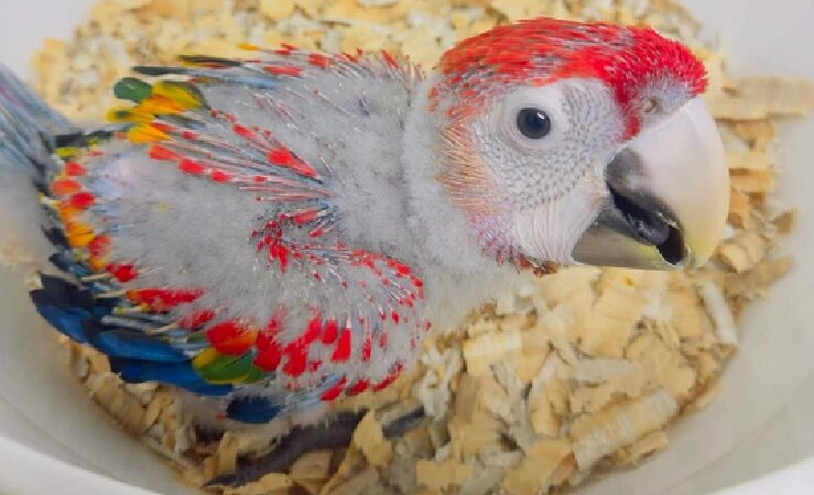 Macaw parrots in Minnesota