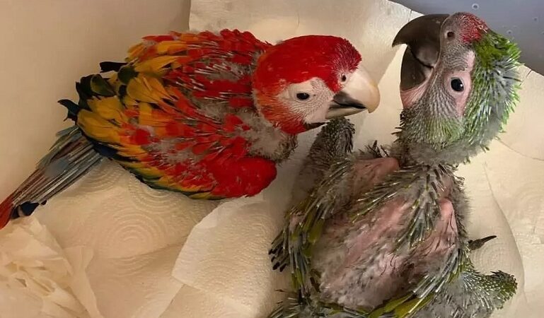 Can macaw be left alone during the day?