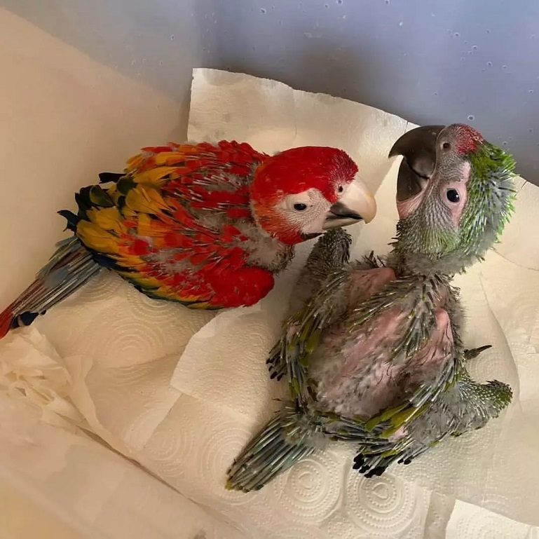 Can macaw be left alone during the day