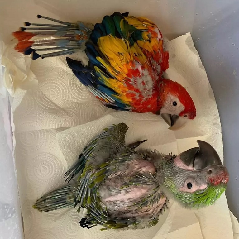 Do macaw talk or mimic words