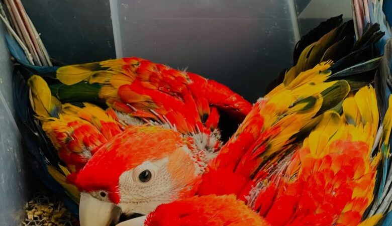 Macaw parrots in West Virginia