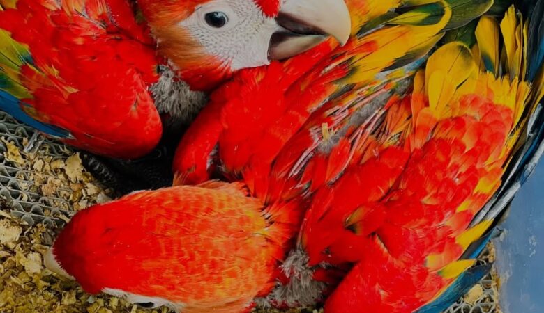 Macaw parrots for sale in Rhode Island