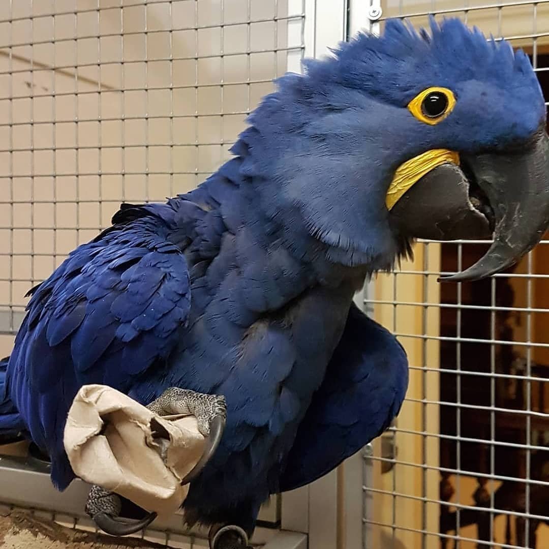 Scarlet Macaw parrots for sale