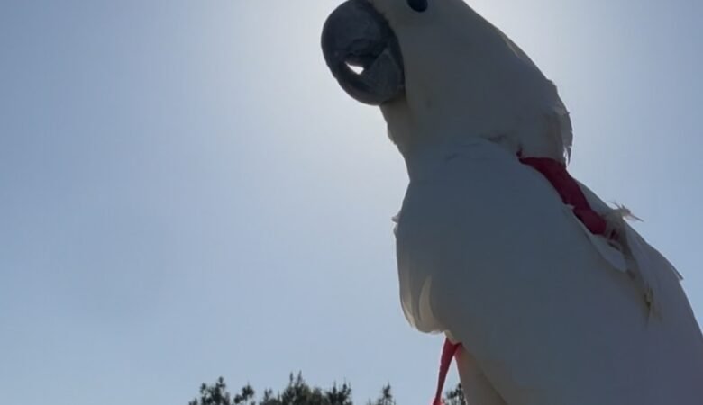 Cockatoo parrots for sale in Queenstown Lakes District, New Zealand