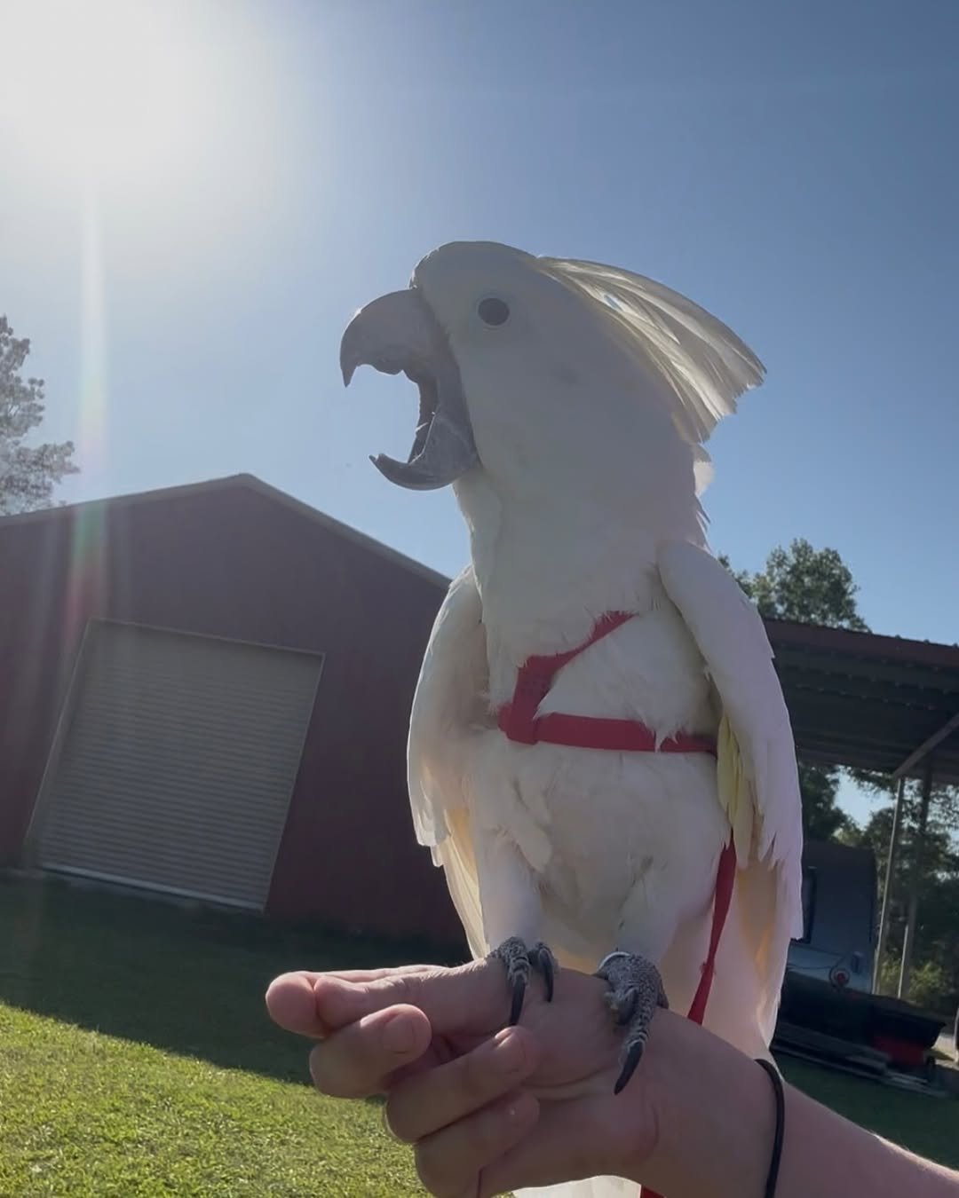 Cockatoo parrots for sale in Waimate District