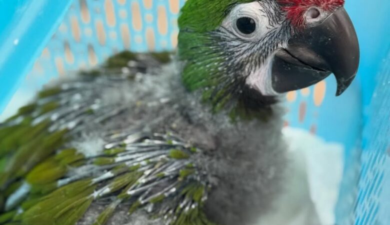 Macaw parrots for sale in Oklahoma