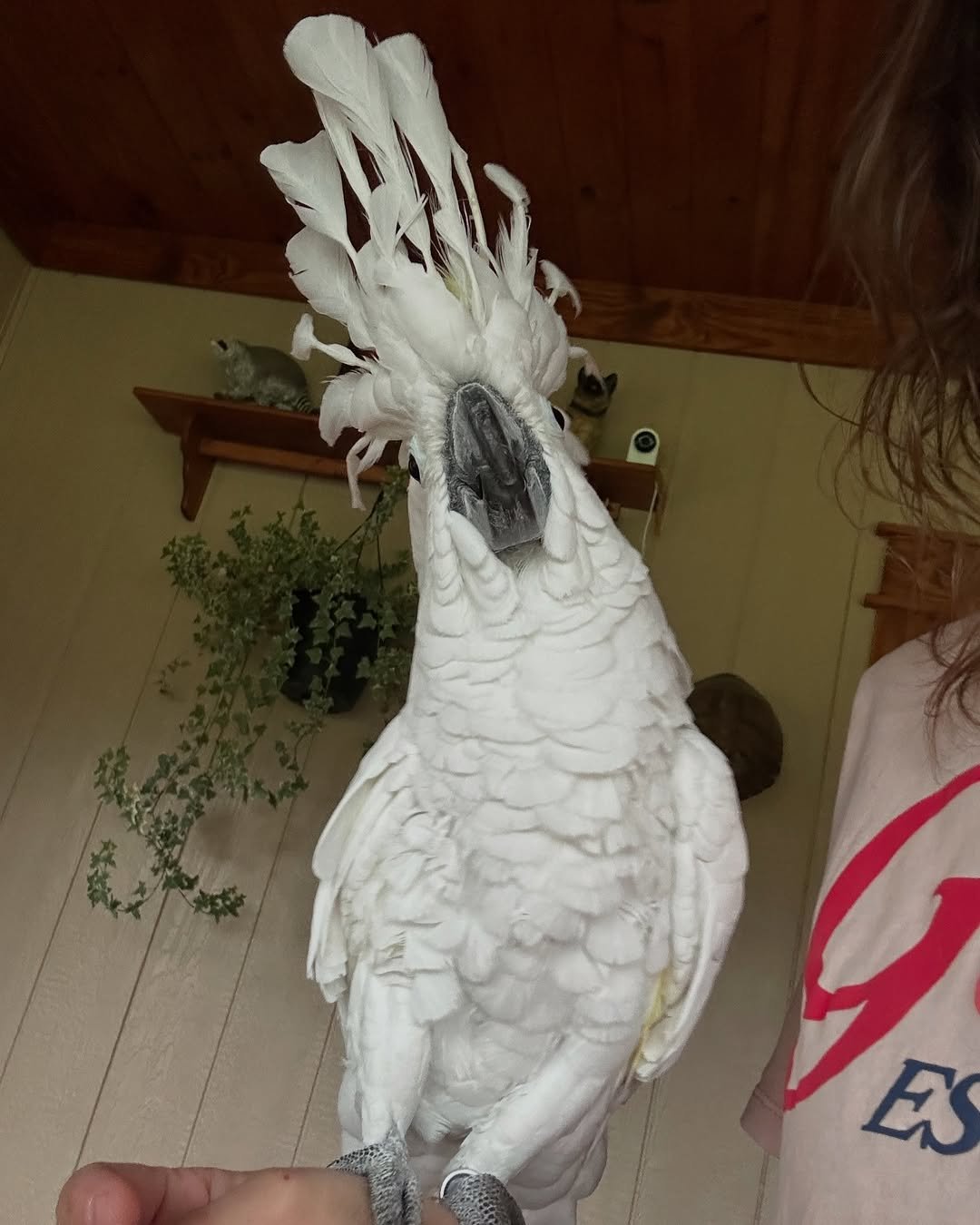 Cockatoo parrots for sale in Waitaki District