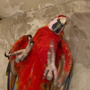 hyacinth macaw parrots for sale