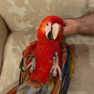 hyacinth macaw parrots for sale