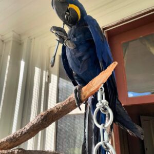 macaw birds for sale