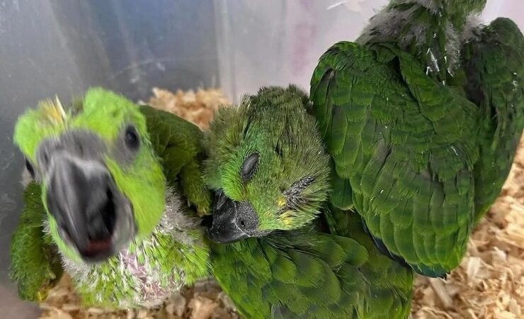 Macaw parrots in Utah