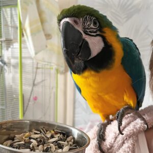 blue macaw parrots for sale near me