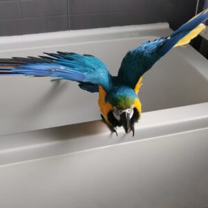 macaw birds for sale near me