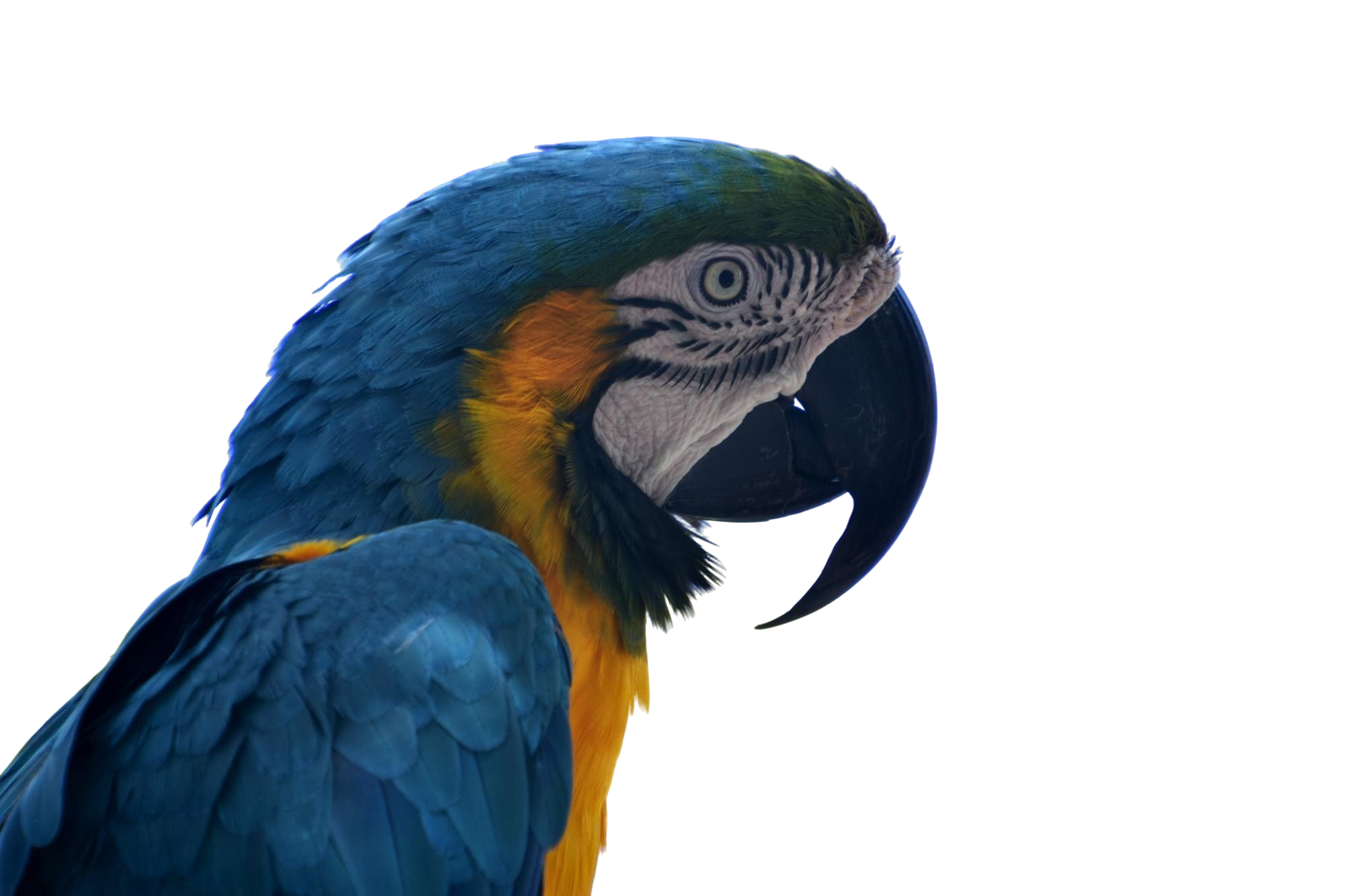 MACAW PARROT