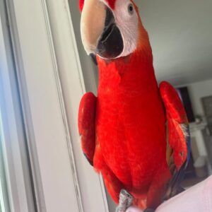 macaw parrots for sale near me