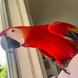 macaw parrots for sale near me