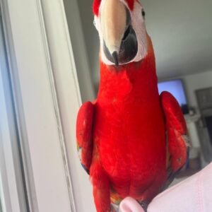 macaw parrots for sale near me