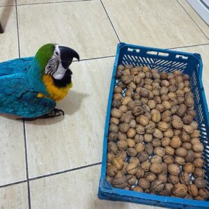 macaw parrots for adoption