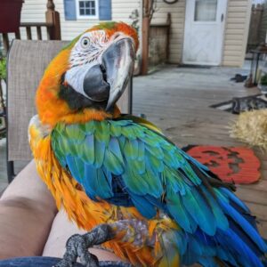 macaw parrots for sale cheap