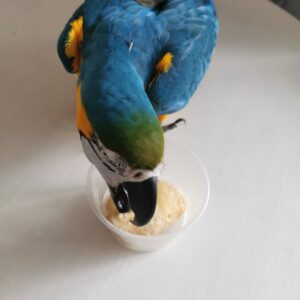 macaw birds for sale near me