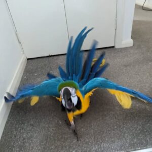 macaw birds for sale near me