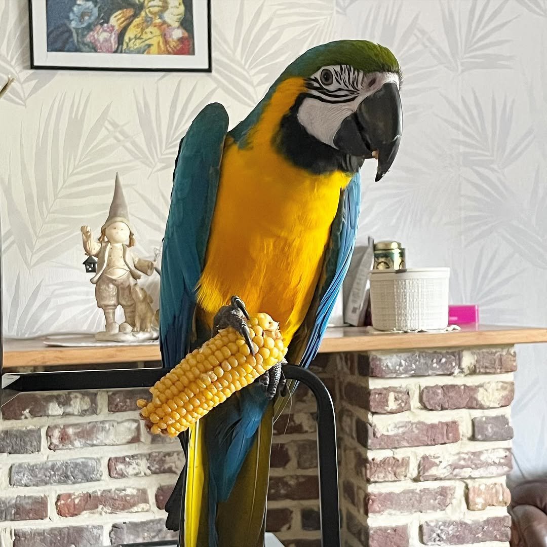 blue macaw parrots for sale near me