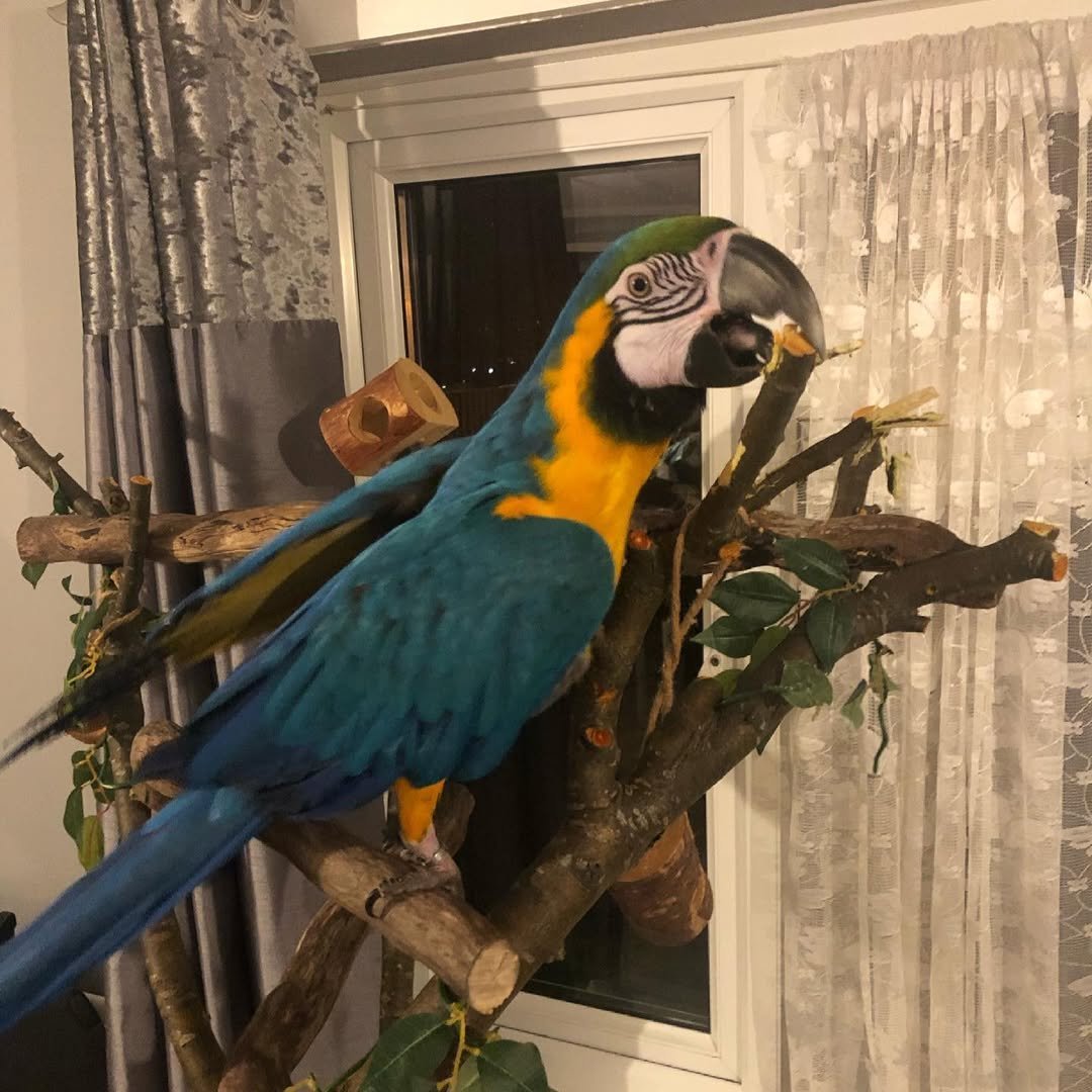 talking macaw parrots for sale