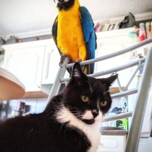 macaw birds for sale near me