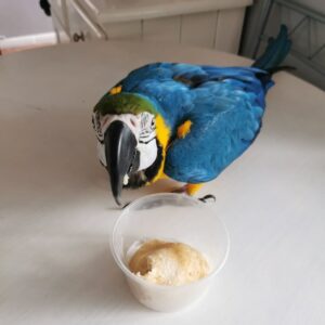 macaw birds for sale near me