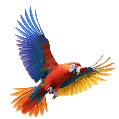 macaw parrots for sale