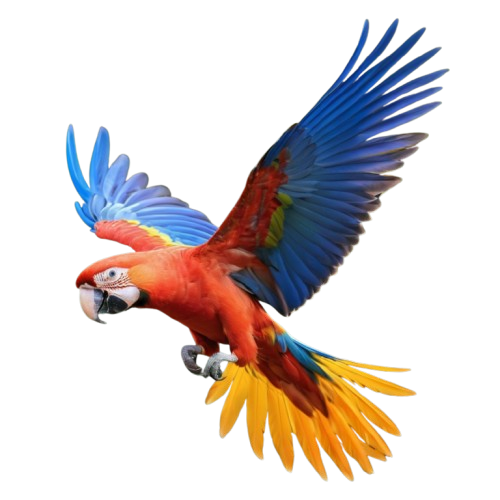 macaw parrots for sale