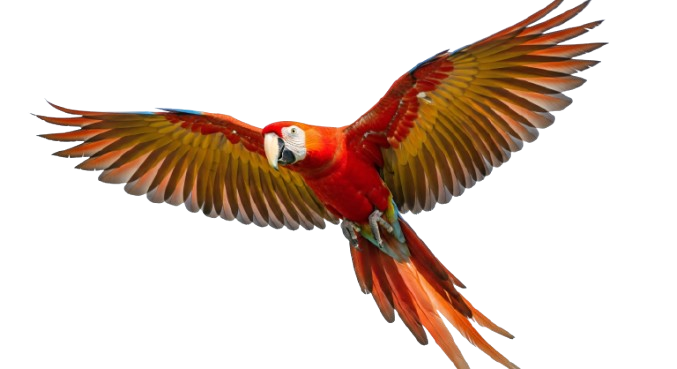 macaw parrots for sale