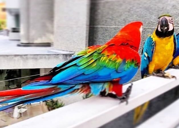 Hyacinth Macaw parrots for sale in Maine