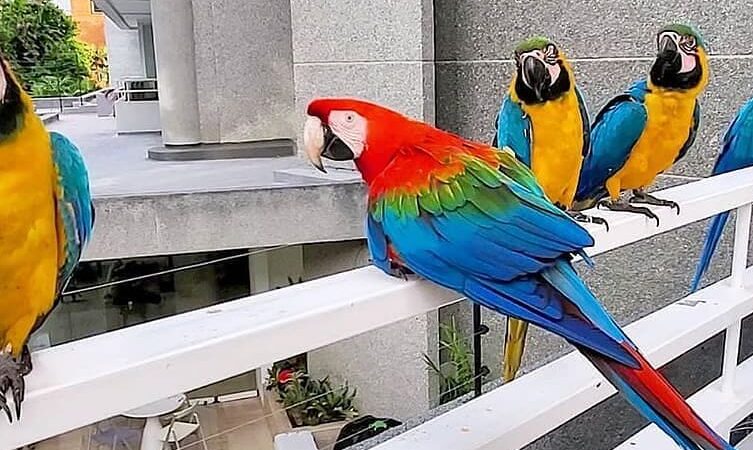 Macaw parrot breeders in Australia