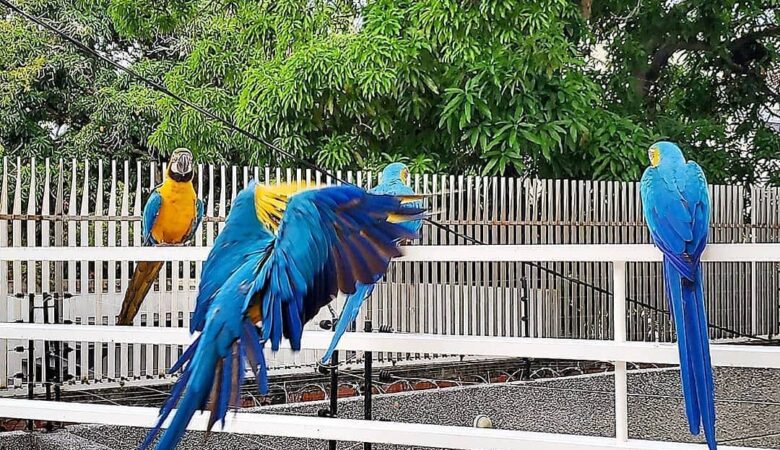 Scarlet Macaw parrots for sale in Connecticut