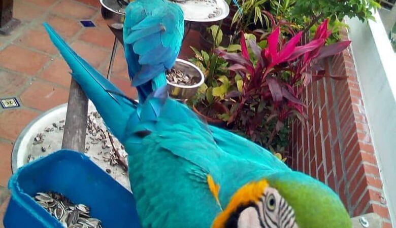 Hyacinth Macaw parrots for sale in Idaho