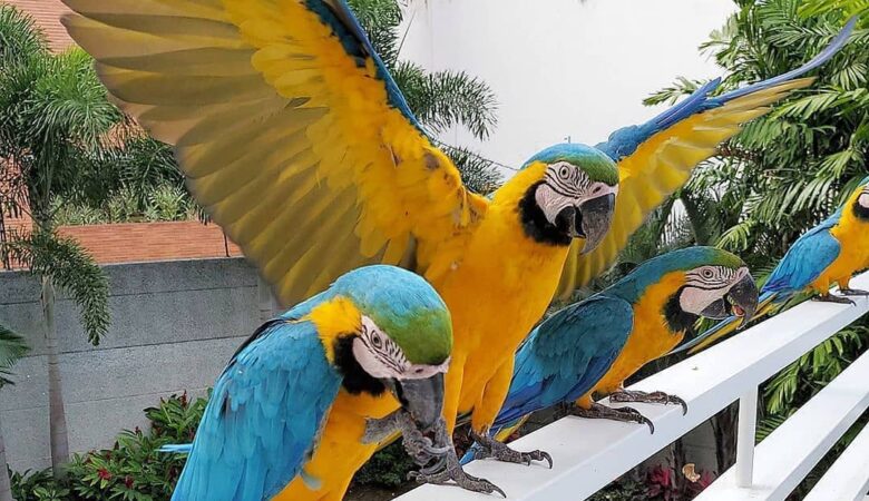 Macaw parrots for adoption in Illinois